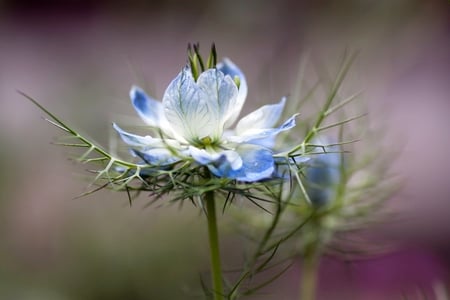 Beautiful Flower - nature, blue, beautiful, flowers, flower