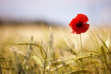 The Red Hat - red, flower, hat, beautiful, flowers, nature