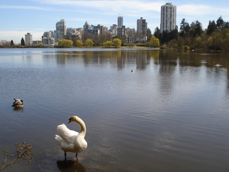 Lost Lagoon - vancouver, canada, stanley park, lost lagoon