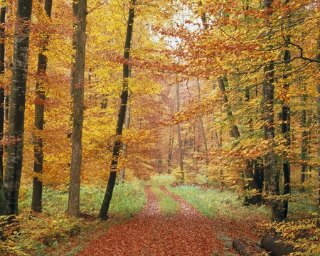 Road into Forest - trees, leaves, colored, autumn