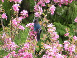 Stellar Jay in the blooms