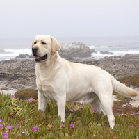 Yellow Labrador Retriever