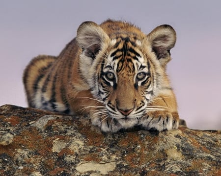 Bengal Tiger Cub - bengal, cub, rock, striped, tiger, cat, big, nature, sky, animals