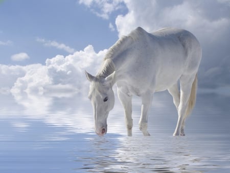 White Horse In Water - horses, water, animals, clouds