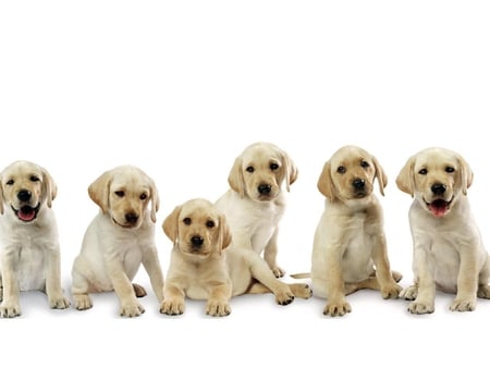 Sweet labradors - dog, puppy, animal, labrador