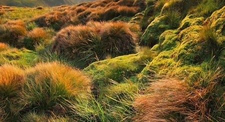 Nature - field, hay, nature, grass