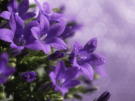 Purple flowers - nature, petal, purple, garden, flower