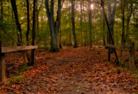 Autumn path - beauty, autumn, background, forests, trees, image, path, sesons, nature, brown, beautiful, leaves, green