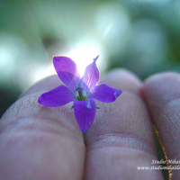 The Magic Flower