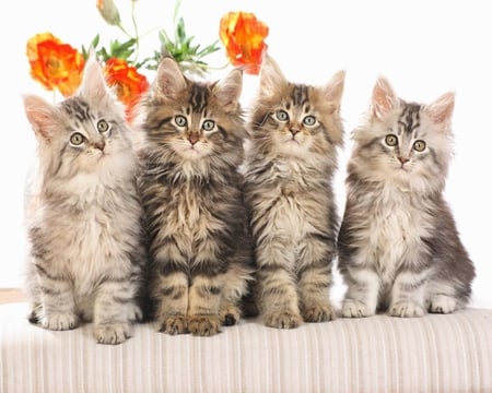 Maine Coon Kittens - mouth, ears, eyes, striped, paws, flowers, fur, kittens, gray, cats, bunch, maine, coon, animals