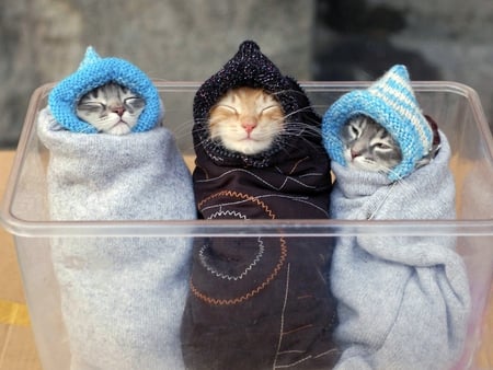 Kitten Babies - babies, wrapped, kitten, three