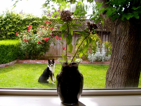 My Garden ! - dog, grass, window view, garden