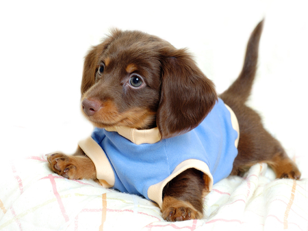 Cute Catel Puppy - well-dressed, deep brown coat, cute, catel puppy