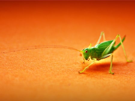 hopper - hopper, colorful, orange, others