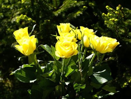 Dazzling Yellow Roses (for Gayatri) - yellow, bright, roses, dazzling