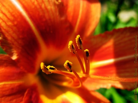 pretty flowers - flowers, orange, nature, pretty