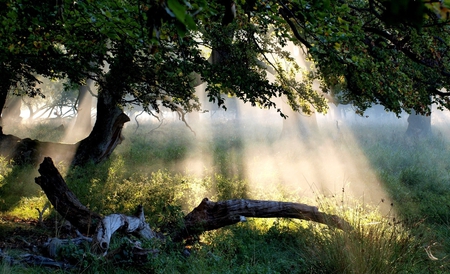 Tree - nature, tree, other, beautiful