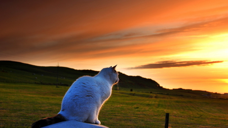 sunset - animal, field, cat, sky, kitty