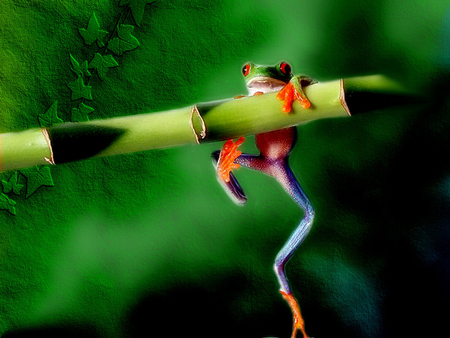 Hangin - hangin, animals, frog, green, funny