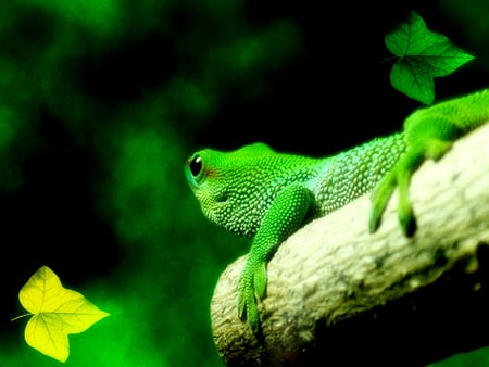 green - green, greeny, animals, reptiles