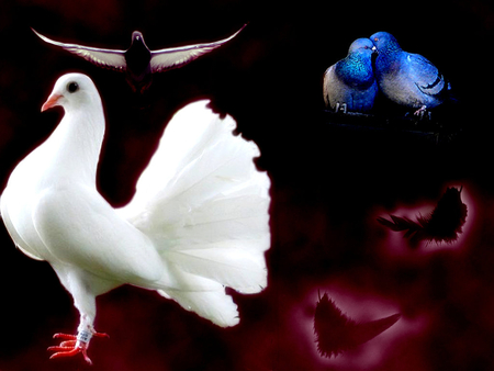 pigeon - bird, white, pigeon, animals