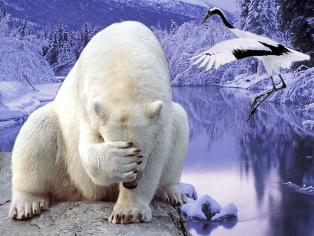 hide and seek - white, hide, blue, snow, bears