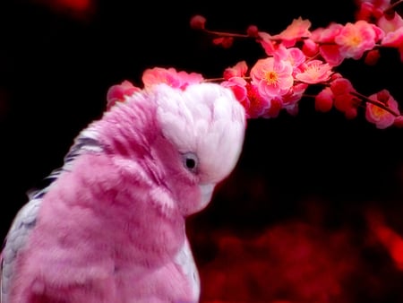 in the pink - flowers, birds, parrot, pink, animals