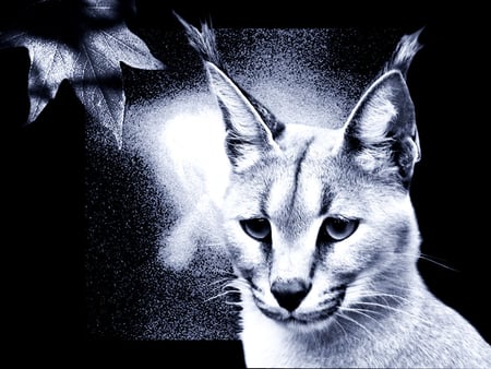 caracal sky - black, cats, pale, night, animals