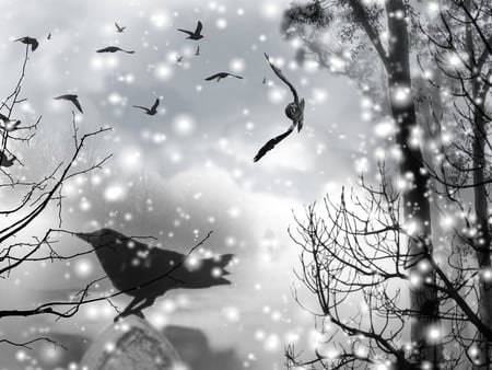 snow crow - birds, crow, snow, pale, night, animals