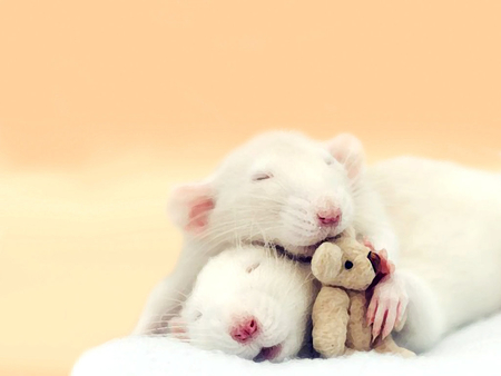 i love my teddy - teddy, white, mice, animals