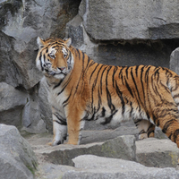 SIBARIAN TIGER