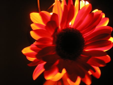 Backlit - backlit, nature, lights, effects, daisy, orange, flower