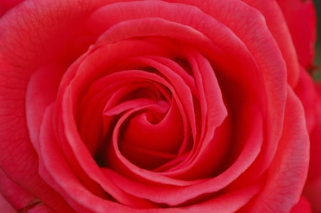 Spiral Beauty - red, flower, rose, beauty, spiral, effect, beautiful, nature