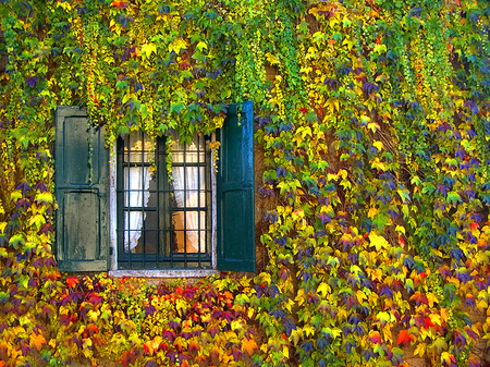 Beautiful House - happy, beautiful, leaves, house, colors, green