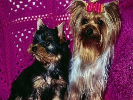 Yorkshire terrier - animal, yorkshire terrier, pet, puppy, dog