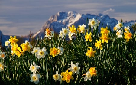 MOUNTAIN BLOSSOMS - neo, mountains, landscape, flowers, grass