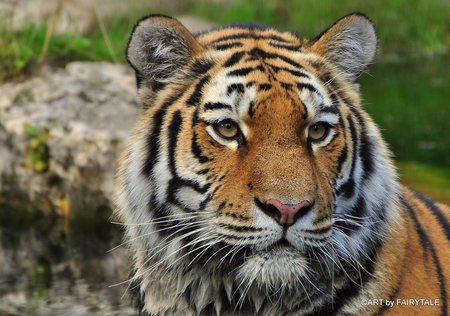 beautifoul girl - cats, zoo, tiger