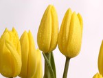 Yellow spring tulips