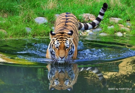 mirror - girls, tigers, cats, tiger