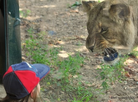 breakfast - breakfast, lion, children, cats