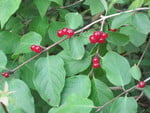 Fruits