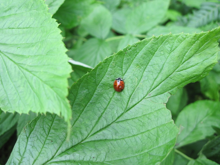 Labybug - ladybug, nature, mc, photography, bug