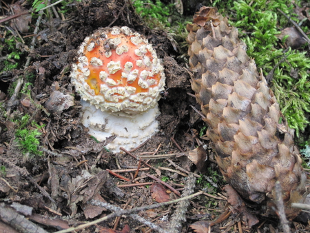 Mushroom - nature, mushroom, mc, photography