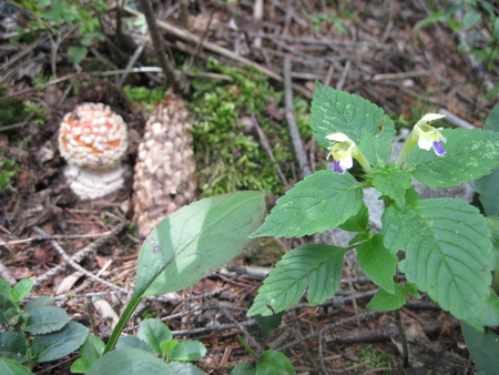 Mushroom and flowers - nature, mushroom, mc, photography, flowers, flower