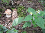 Mushroom and flowers