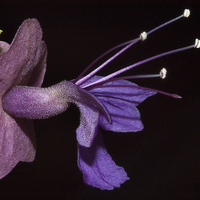 Purple Flower