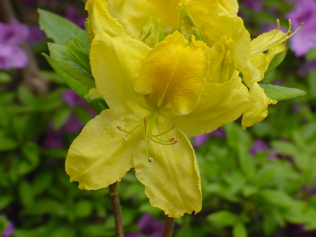 Checto - nature, yellow, beauty, flower, checto