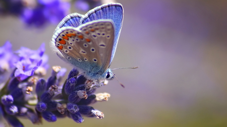  Butterfly - beauty, hd, purple, butterfly, blue, beautiful, flower, lavender