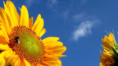 Sunflower - summer, harvest, yellow, bluesky