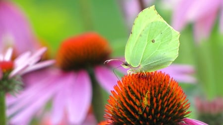 Yellow butterfly - summer, garden, echinaforce, pink